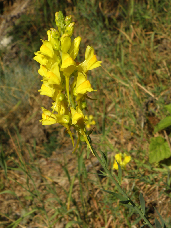 Linaria vulgaris / Linajola comune